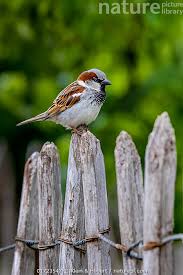 Attēlu rezultāti vaicājumam “Passer domesticus”