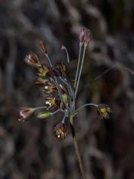 Attēlu rezultāti vaicājumam “Allium oleraceum bud”