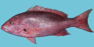 Image result for Lutjanus analis