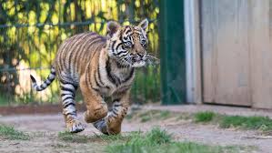 Image result for Go Ballistic Laser Combat Kidderminster