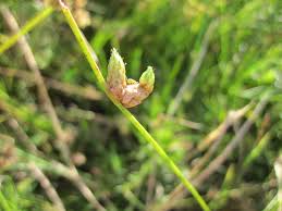 Attēlu rezultāti vaicājumam “Lycogala maculatum sessile”