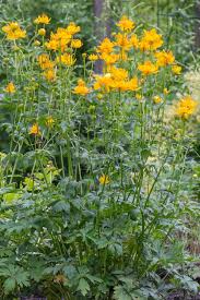 Attēlu rezultāti vaicājumam “Trollius europaeus bud”