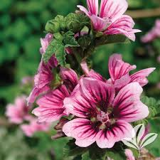 Image result for Malva sylvestris 'Zebrina'