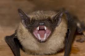 Attēlu rezultāti vaicājumam “Eptesicus serotinus”