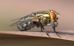 Attēlu rezultāti vaicājumam “Sarcophagidae”