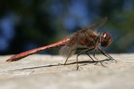 Attēlu rezultāti vaicājumam “Sympetrum vulgatum”