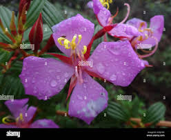 Attēlu rezultāti vaicājumam “Epilobium roseum flower”
