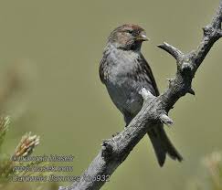 Attēlu rezultāti vaicājumam “Carduelis flammea”