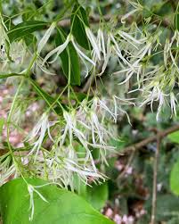 Attēlu rezultāti vaicājumam “Chionanthus virginicus flower”