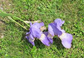 Attēlu rezultāti vaicājumam “Iris rosenbachiana”