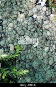 Attēlu rezultāti vaicājumam “Hypocrea gelatinosa”