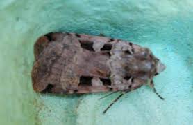 Attēlu rezultāti vaicājumam “Xestia triangulum”