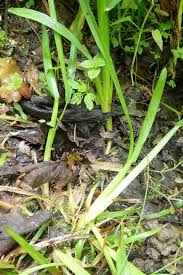 Attēlu rezultāti vaicājumam “Poa remota”