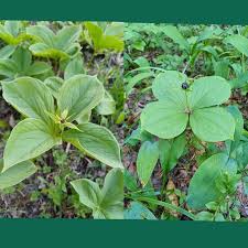 Attēlu rezultāti vaicājumam “Paris quadrifolia fruit”