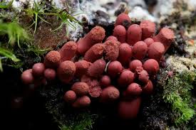 Attēlu rezultāti vaicājumam “Arcyria affinis”