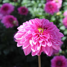 Image result for Dahlia hybrid.