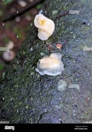 Attēlu rezultāti vaicājumam “Myxarium nucleatum”