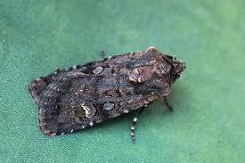 Attēlu rezultāti vaicājumam “Euxoa nigricans”