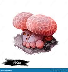 Attēlu rezultāti vaicājumam “Rhodotus palmatus”