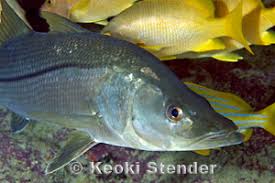 Image result for Centropomus undecimalis