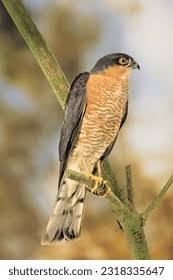 Attēlu rezultāti vaicājumam “Accipiter nisus male”