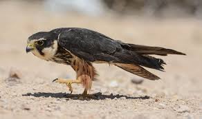 Attēlu rezultāti vaicājumam “Falco subbuteo”