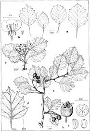 Attēlu rezultāti vaicājumam “Crataegus chrysocarpa”