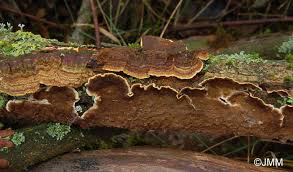 Attēlu rezultāti vaicājumam “Hymenochaete tabacina”