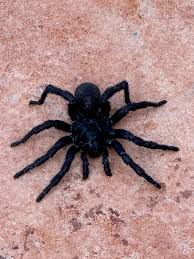 Attēlu rezultāti vaicājumam “Scapania mucronata macro”