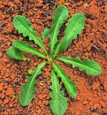 Attēlu rezultāti vaicājumam “Hypochaeris radicata”