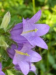 Attēlu rezultāti vaicājumam “Campanula trachelium flower”