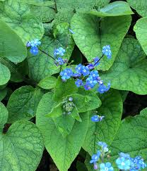 Attēlu rezultāti vaicājumam “Brunnera macrophylla”