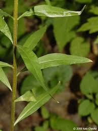 Attēlu rezultāti vaicājumam “Erysimum cheiranthoides leaf”