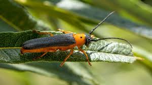 Attēlu rezultāti vaicājumam “Oberea oculata”