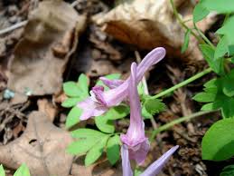 Attēlu rezultāti vaicājumam “Corydalis intermedia flower”