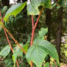 Attēlu rezultāti vaicājumam “Acer rufinerve”