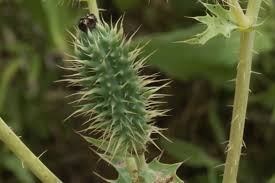 Attēlu rezultāti vaicājumam “Papaver argemone bud”