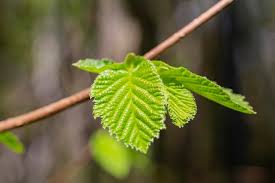 Attēlu rezultāti vaicājumam “Corylus avellana leaf”