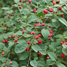 Attēlu rezultāti vaicājumam “Cotoneaster multiflorus fruit”