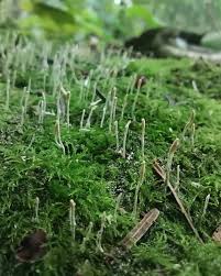 Attēlu rezultāti vaicājumam “Eocronartium muscicola”