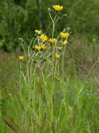 Attēlu rezultāti vaicājumam “Hieracium vulgatum leaf”