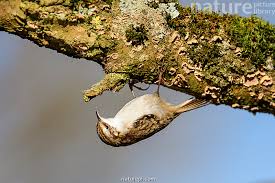 Attēlu rezultāti vaicājumam “Certhia familiaris”