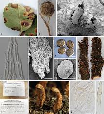 Attēlu rezultāti vaicājumam “Gymnosporangium sp.”