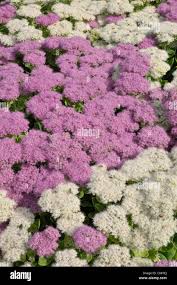 Image result for Chrysanthemum spectabile
