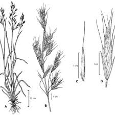 Attēlu rezultāti vaicājumam “Bromopsis benekenii”