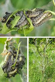 Attēlu rezultāti vaicājumam “Yponomeuta malinellus / cagnagella larva”