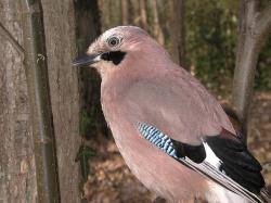 Attēlu rezultāti vaicājumam “Garrulus glandarius adult”