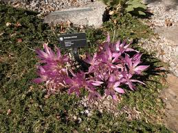 Attēlu rezultāti vaicājumam “Colchicaceae”