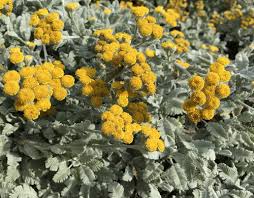 Image result for Chrysanthemum ptarmiciflorum