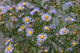 Attēlu rezultāti vaicājumam “Symphyotrichum x salignum”